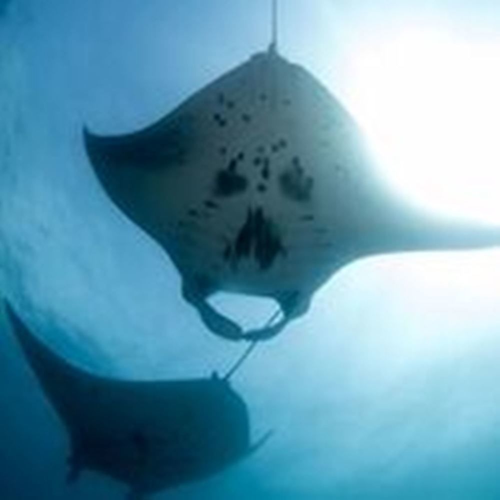 Manta Ray Bay Resort Colonia Luaran gambar